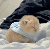 お詫びと警告⚠️🚨ｷｪｴｴｴｴエエ