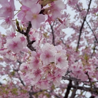 🌸