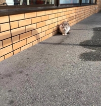 (🐱)明日から。