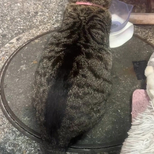 ねこちゃんだいすきです🥺