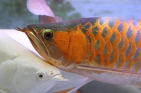 スーパーレッド