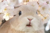 しゅうちゅ？