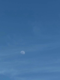 ロイヤルな鼓動