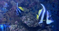 放浪。