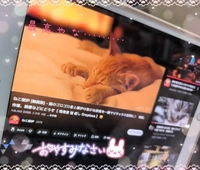 🐈️🐈️🐈️😴😴😴