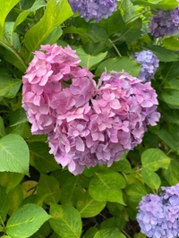 梅雨も好き💜
