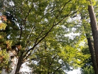 明後日から✌️